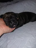 Boy 2, a male Doberman Pinscher and Cane Corso for sale in Ontario, OH – 2 of 9