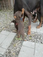 AKC red ♥️ male , a male Doberman Pinscher for sale in Mansfield, OH – 4 of 10