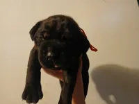 Boy 3, a male Doberman Pinscher and Cane Corso for sale in Ontario, OH – 4 of 9