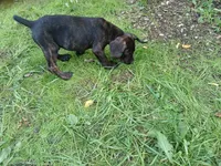 Chill, a male Doberman Pinscher and Cane Corso for sale in Ontario, OH – 2 of 10