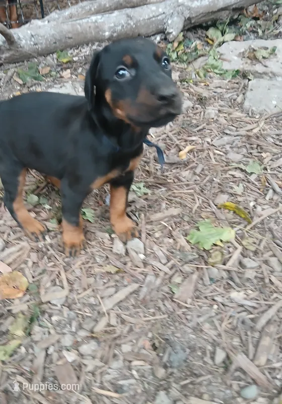 ⚡️AKC BLK&RUST MALE – Doberman Pinscher puppy for sale in Mansfield, OH
