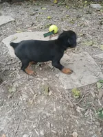 Blk&rust AKC, a male Doberman Pinscher for sale in Mansfield, OH – 10 of 10