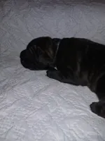 Boy 1, a male Doberman Pinscher and Cane Corso for sale in Ontario, OH – 4 of 9