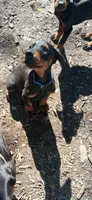 Dash Full Euro , a male Doberman Pinscher for sale in Mansfield, OH – 5 of 9