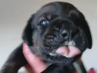 Champ, a male Doberman Pinscher and Cane Corso for sale in Ontario, OH – 1 of 2