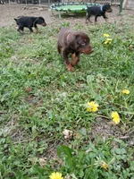 Available girl!, a female Doberman Pinscher for sale in Ontario, OH – Photo 3 of 10