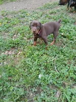 Available girl!, a female Doberman Pinscher for sale in Ontario, OH – Photo 2 of 10