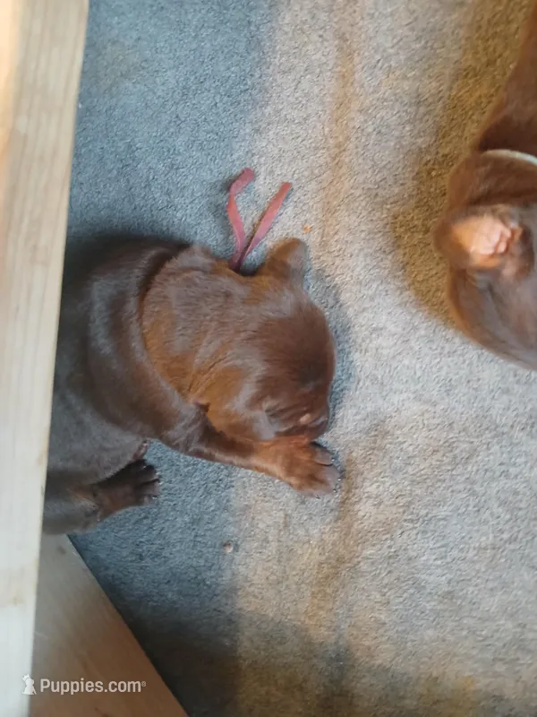 Red girl 3 – Doberman Pinscher puppy for sale in Ontario, OH
