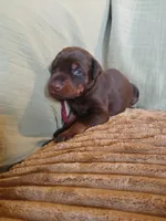 Red girl , a female Doberman Pinscher for sale in Ontario, OH – Photo 2 of 9