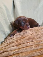 Red girl , a female Doberman Pinscher for sale in Ontario, OH – Photo 1 of 9