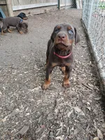 Available girl!, a female Doberman Pinscher for sale in Ontario, OH – Photo 4 of 10