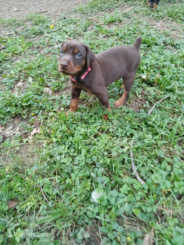 Red girl  – Doberman Pinscher puppy for sale in Ontario, OH