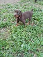 Available girl!, a female Doberman Pinscher for sale in Ontario, OH – Photo 1 of 10