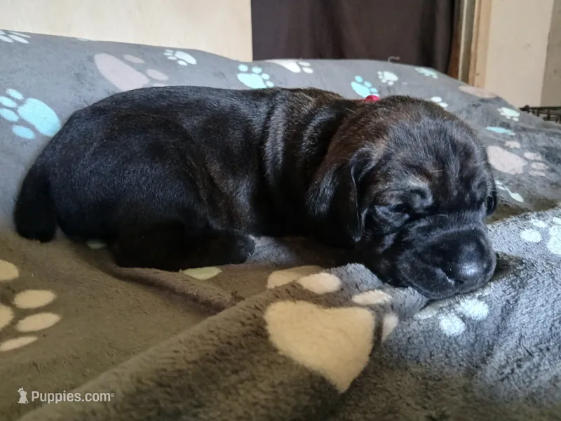 Girl 2 – Doberman Pinscher, Cane Corso puppy on hold in Ontario, OH