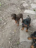 Red boy 1 AKC, a male Doberman Pinscher for sale in Mansfield, OH – 6 of 10