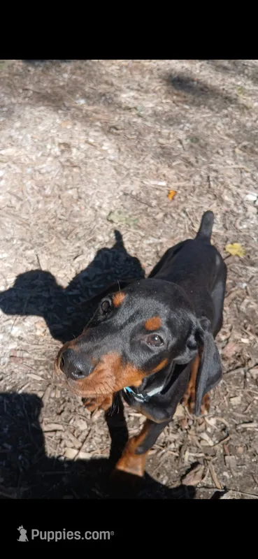 Full Euro pup RTG "Amazon" – Doberman Pinscher puppy for sale in Mansfield, OH