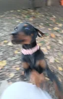 Full Euro female "Baby Bi", a female Doberman Pinscher for sale in Mansfield, OH – 2 of 9