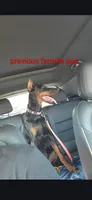 AKC blk&rust 1, a male Doberman Pinscher for sale in Mansfield, OH – 9 of 10