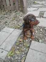 AKC red ♥️ male , a male Doberman Pinscher for sale in Mansfield, OH – 3 of 10
