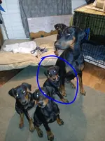 Is this your dog?😉, a male Doberman Pinscher for sale in Ontario, OH – Photo 5 of 10