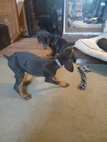Is this your dog?😉, a male Doberman Pinscher for sale in Ontario, OH – Photo 2 of 10
