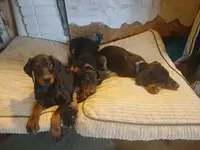 Is this your dog?😉, a male Doberman Pinscher for sale in Ontario, OH – Photo 3 of 10