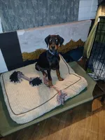 Is this your dog?😉, a male Doberman Pinscher for sale in Ontario, OH – Photo 1 of 10