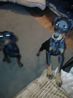 Is this your dog?😉, a male Doberman Pinscher for sale in Ontario, OH – Photo 6 of 10