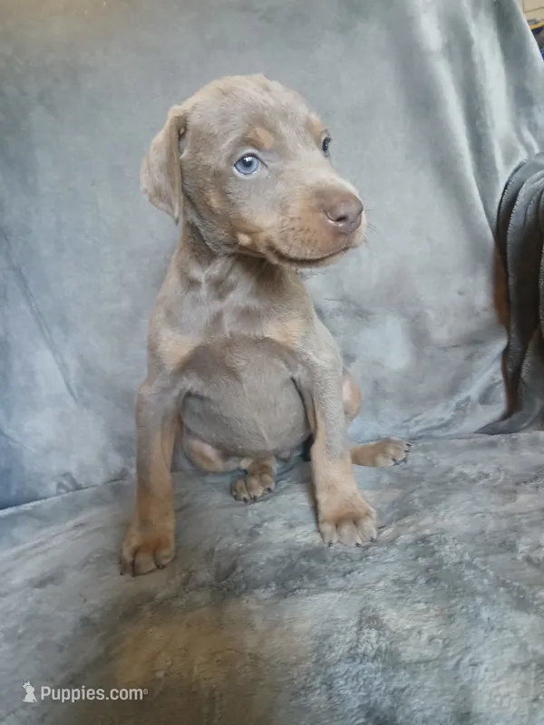 Etsy – Doberman Pinscher puppy for sale in Ontario, OH