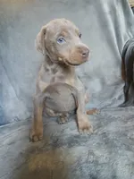 Etsy, a female Doberman Pinscher for sale in Ontario, OH – 1 of 8