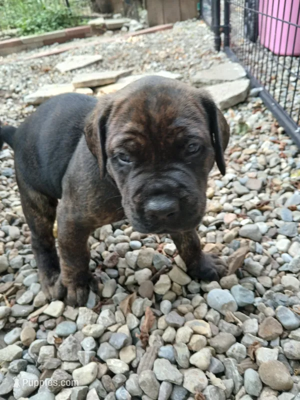 Boy 2 – Doberman Pinscher, Cane Corso puppy for sale in Ontario, OH