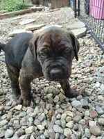 Mister , a male Doberman Pinscher and Cane Corso for sale in Ontario, OH – 1 of 10