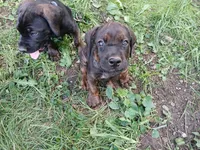 Champ, a male Doberman Pinscher and Cane Corso for sale in Ontario, OH – 2 of 9