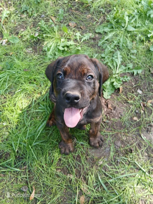 The  Cub🥰🐻 – Doberman Pinscher, Cane Corso puppy for sale in Ontario, OH