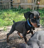 Dash Full Euro , a male Doberman Pinscher for sale in Mansfield, OH – 6 of 9