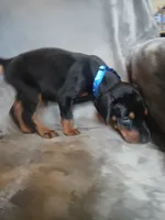 Euro Dash, a male Doberman Pinscher for sale in Ontario, OH – 4 of 8