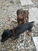 AKC red ♥️ male , a male Doberman Pinscher for sale in Mansfield, OH – 5 of 10