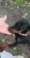 Full Euro female "Baby Bi", a female Doberman Pinscher for sale in Mansfield, OH – 5 of 9