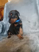 Euro Dash, a male Doberman Pinscher for sale in Ontario, OH – 2 of 8