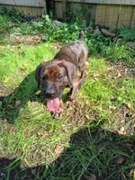Penny 🏵🔥, a female Doberman Pinscher and Cane Corso for sale in Ontario, OH – 8 of 10