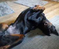 Girl 1, a female Doberman Pinscher and Cane Corso for sale in Ontario, OH – 7 of 10