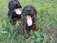 Champ🦸‍♂️, a male Doberman Pinscher and Cane Corso for sale in Ontario, OH – 6 of 10