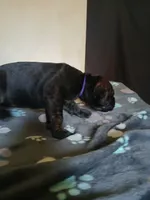 Girl 1, a female Doberman Pinscher and Cane Corso for sale in Ontario, OH – 3 of 10