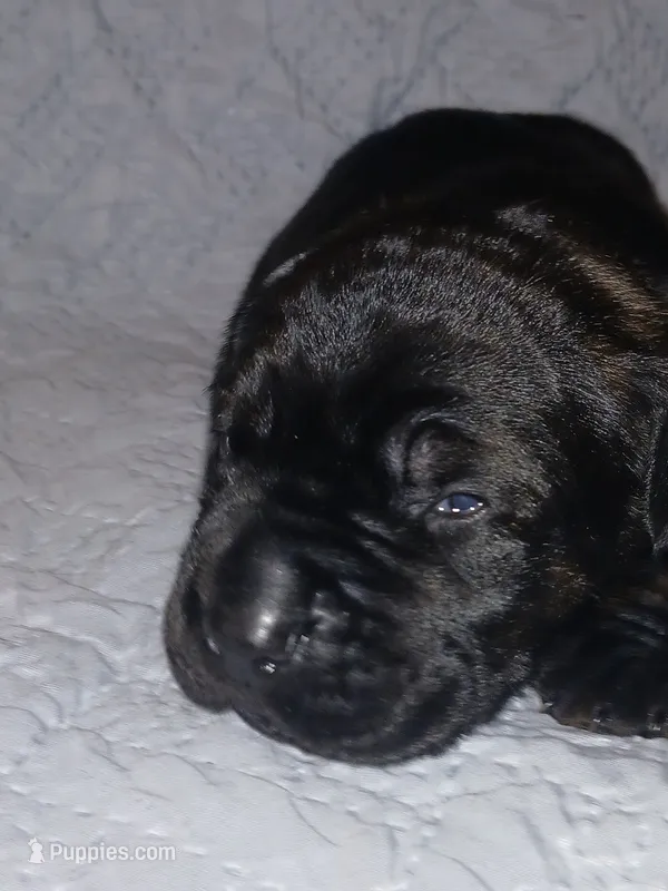 Boy 1 – Doberman Pinscher, Cane Corso puppy for sale in Ontario, OH