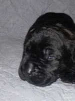 Boy 1, a male Doberman Pinscher and Cane Corso for sale in Ontario, OH – 3 of 9