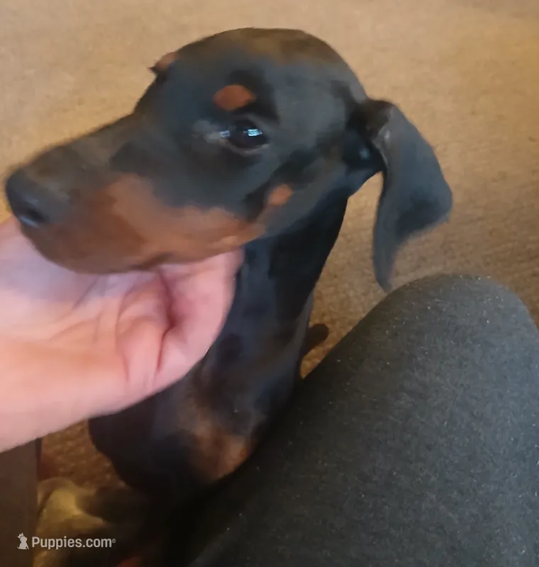 GORGEOUS Euro girl  "Baby Bi"🥰 – Doberman Pinscher puppy for sale in Mansfield, OH
