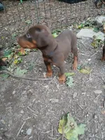 AKC red ♥️ male , a male Doberman Pinscher for sale in Mansfield, OH – 6 of 10