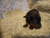 Kizzy kids, a female Doberman Pinscher for sale in Ontario, OH – Photo 8 of 9