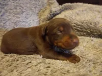 Kizzy kids, a female Doberman Pinscher for sale in Ontario, OH – Photo 4 of 9