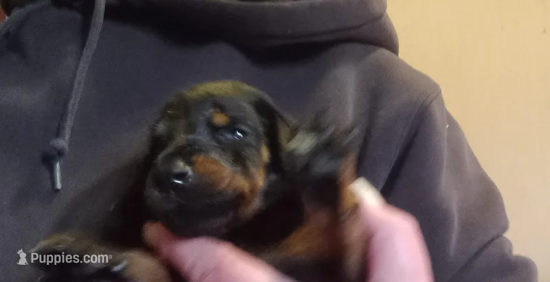 Kizzy kids, a female Doberman Pinscher for sale in Ontario, OH – Photo 1 of 9